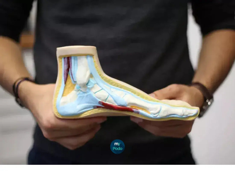 Le lexique de la podologie My Podologie