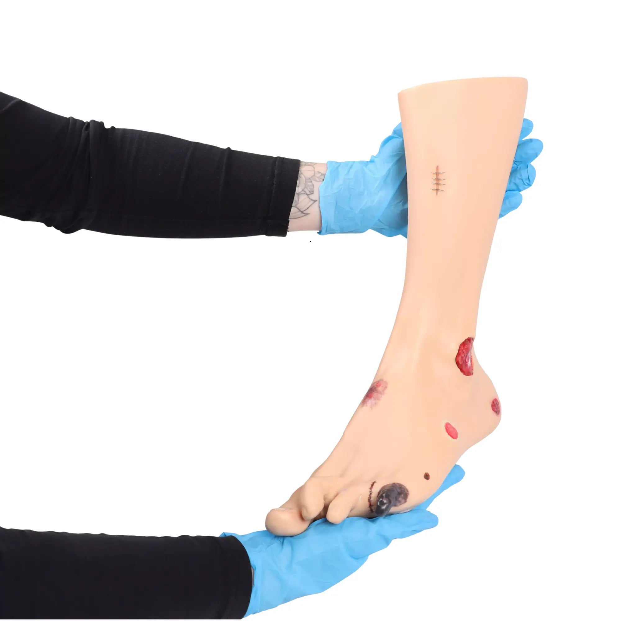 Foot model with wounds - Anatomy and pathology My Podiatry 