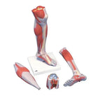 Jalkojen lihakset, luksusversio, kolmessa osassa - Anatomia ja patologia