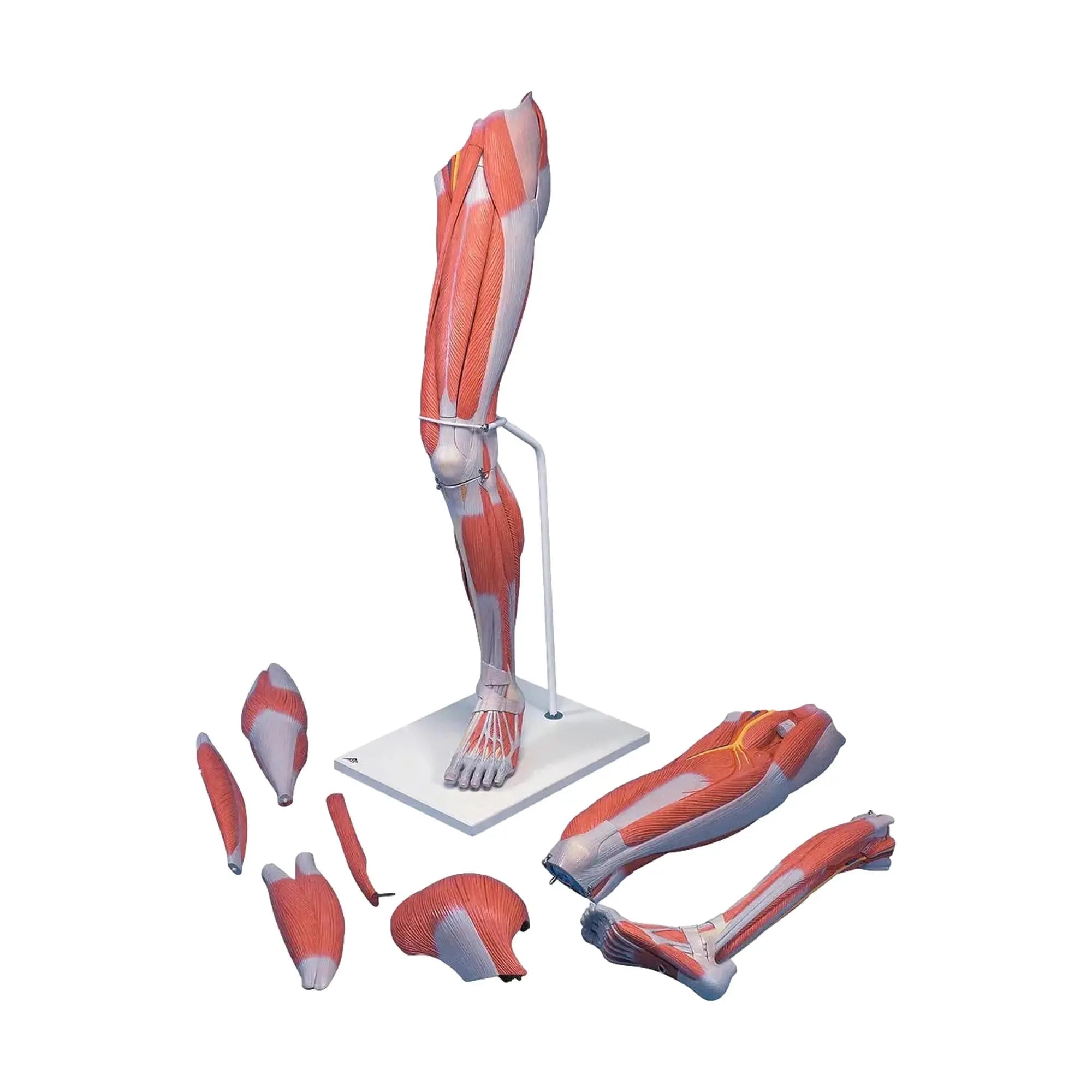 Muscles de la jambe, version luxe, en 7 parties - Anatomie et pathologie - My Podologie