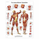 Anatomical board - Musculature - Anatomy and pathology