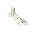 Squelette classique - Pied avec début tibia et os numérotés