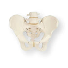 Pelvic skeleton, male - Anatomy and pathology