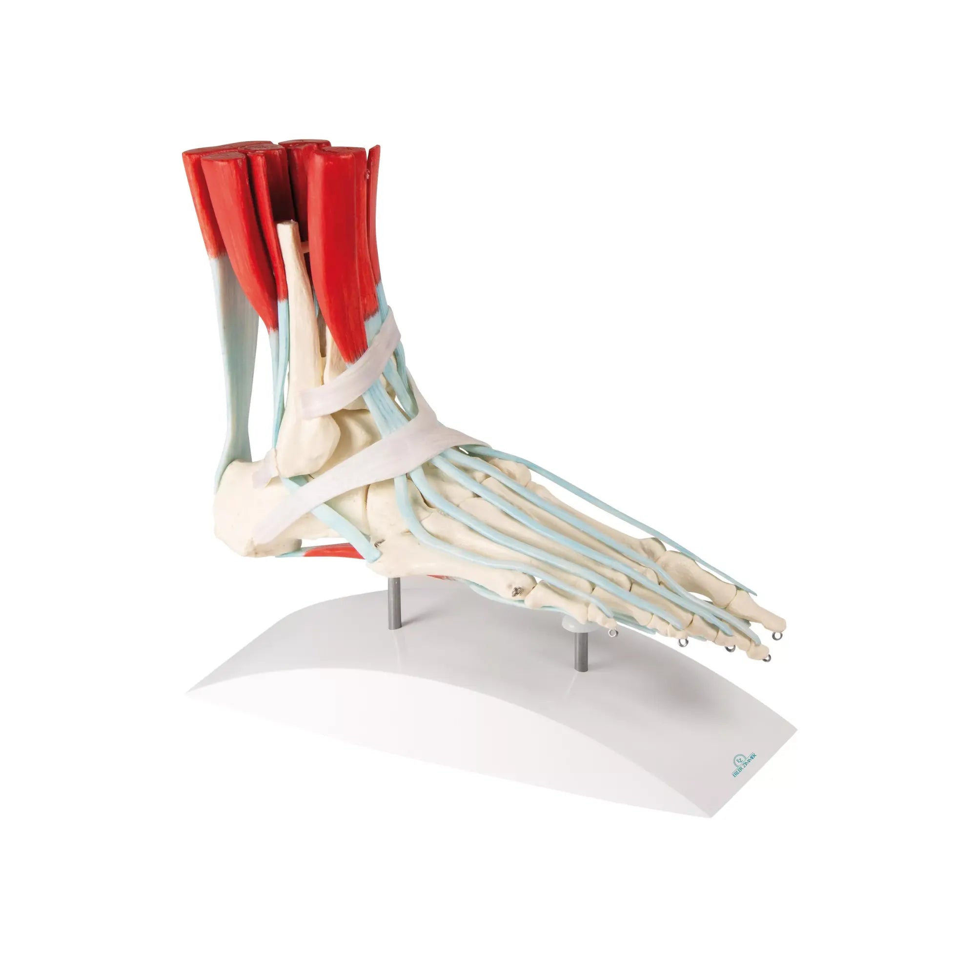 Skeleton of the foot with ligaments and muscles My Podiatry 