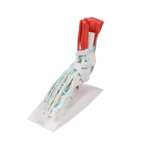 Skeleton of the foot with ligaments and muscles My Podiatry 