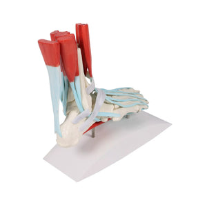 Skeleton of the foot with ligaments and muscles My Podiatry 
