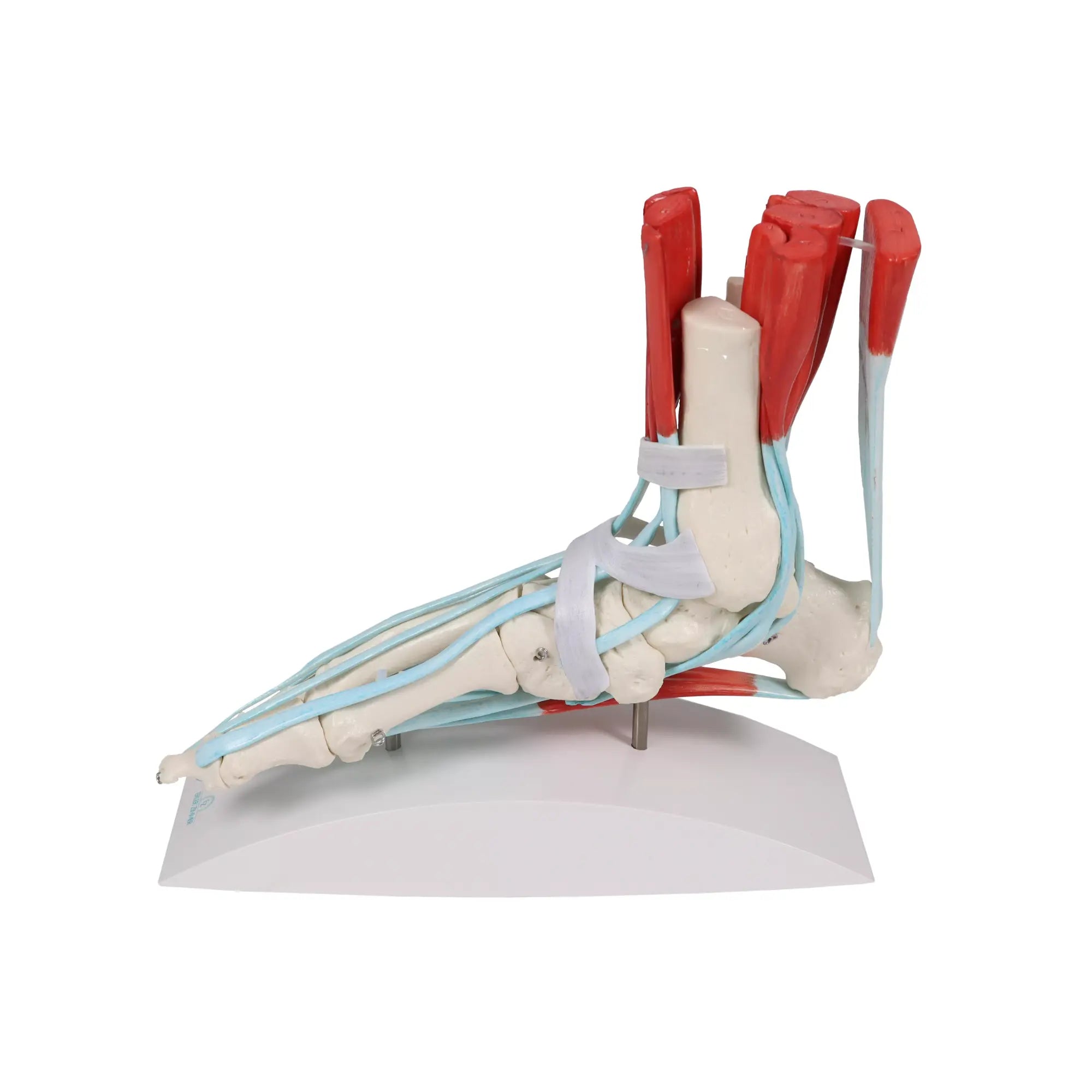 Skeleton of the foot with ligaments and muscles My Podiatry 