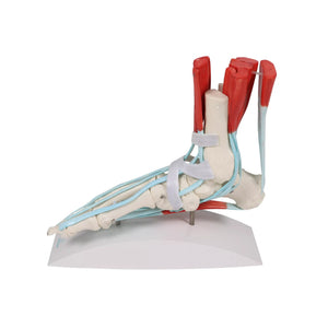 Skeleton of the foot with ligaments and muscles My Podiatry 