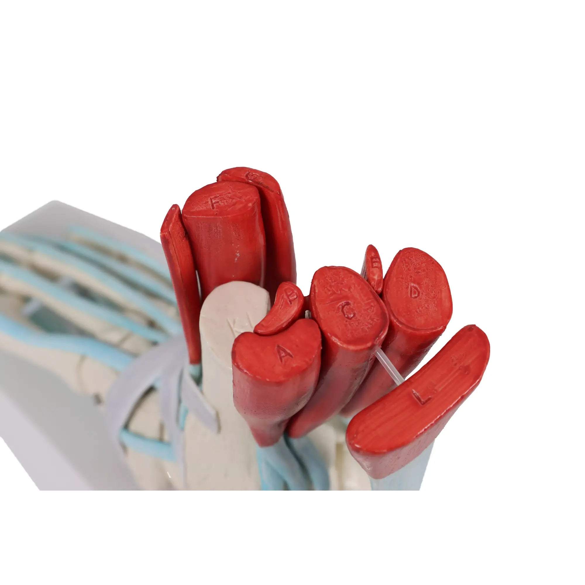 Skeleton of the foot with ligaments and muscles My Podiatry 