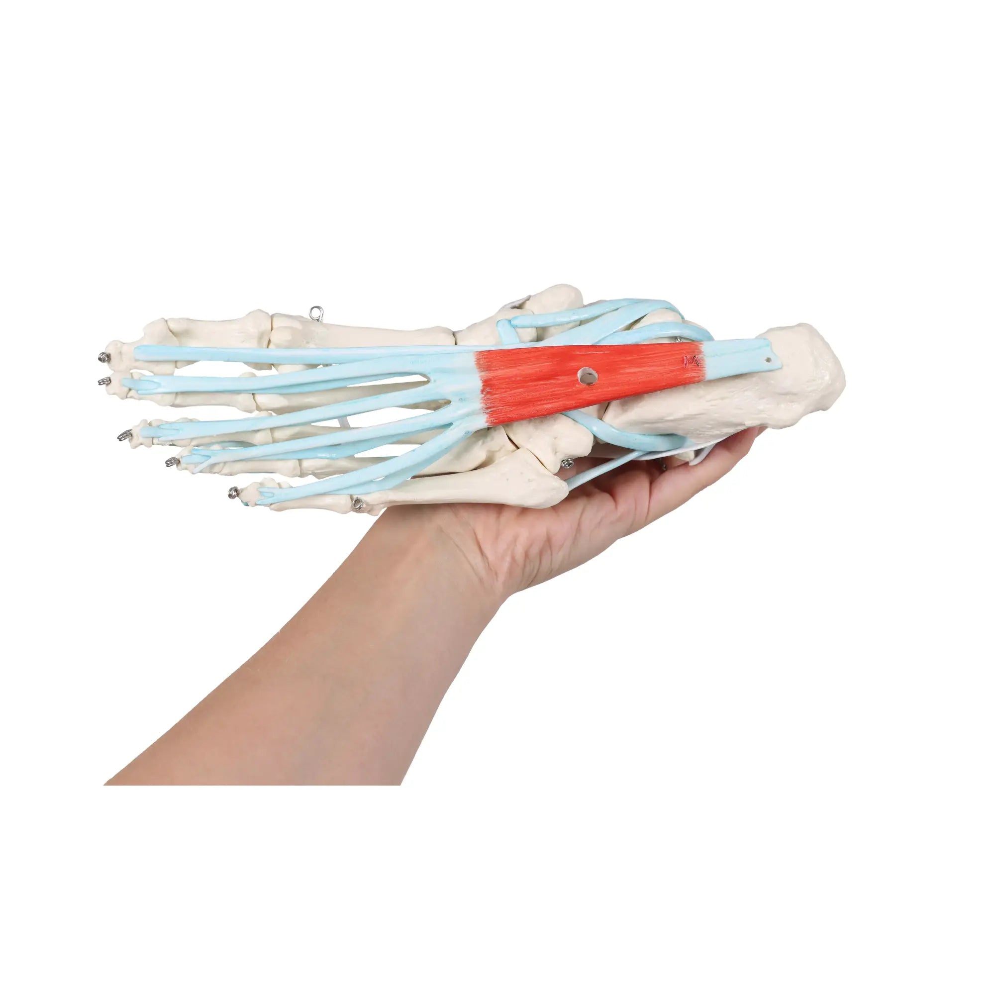 Skeleton of the foot with ligaments and muscles My Podiatry 