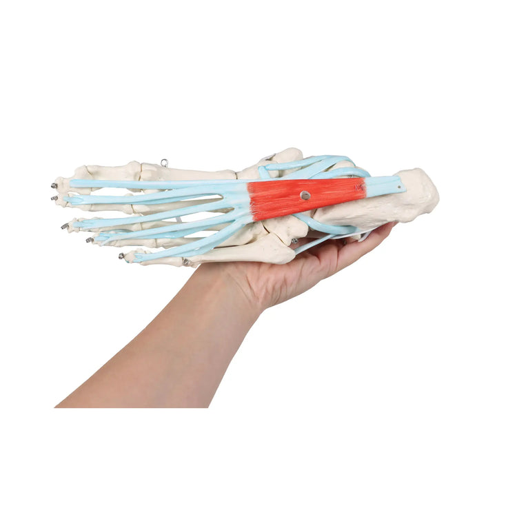 Skeleton of the foot with ligaments and muscles My Podiatry 