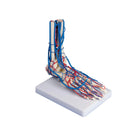 Foot skeleton with blood vessels - life size
